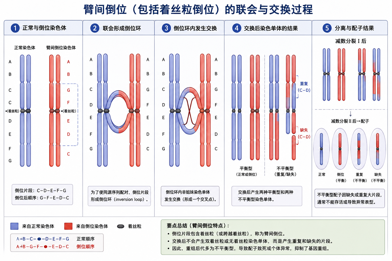臂间倒位