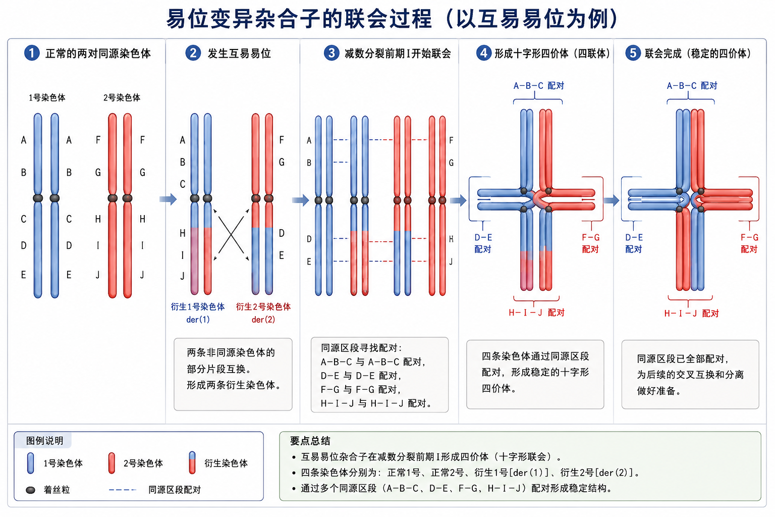 易位杂合子联会