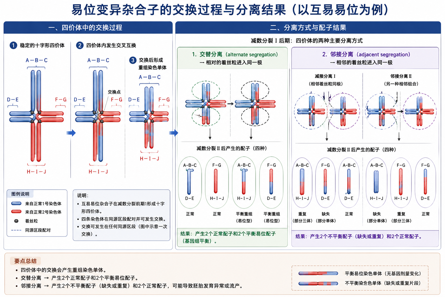 易位杂合子交换与分离
