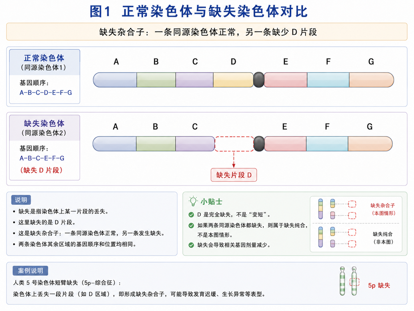 正常染色体与缺失染色体对比