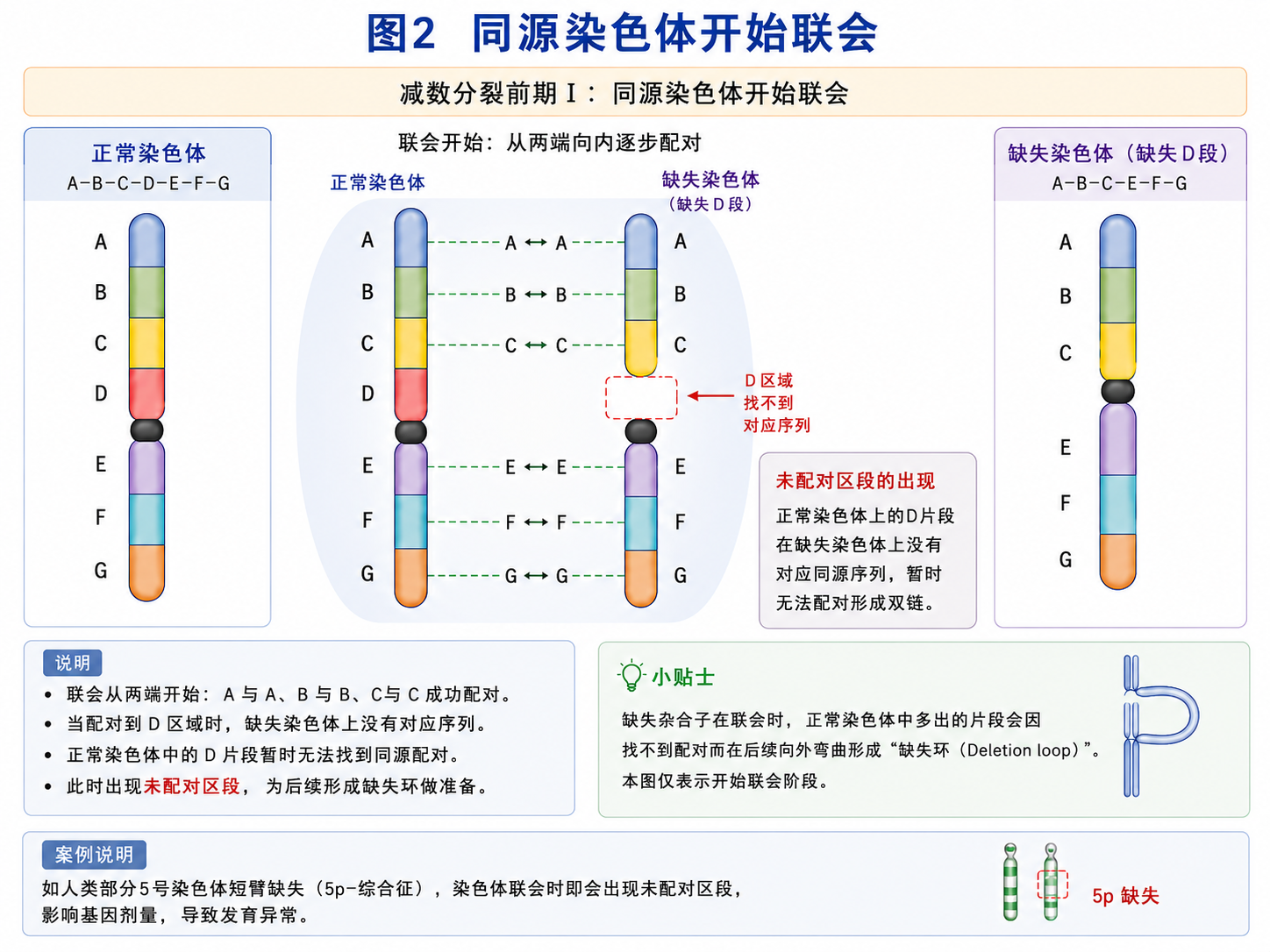 缺失杂合子开始联会
