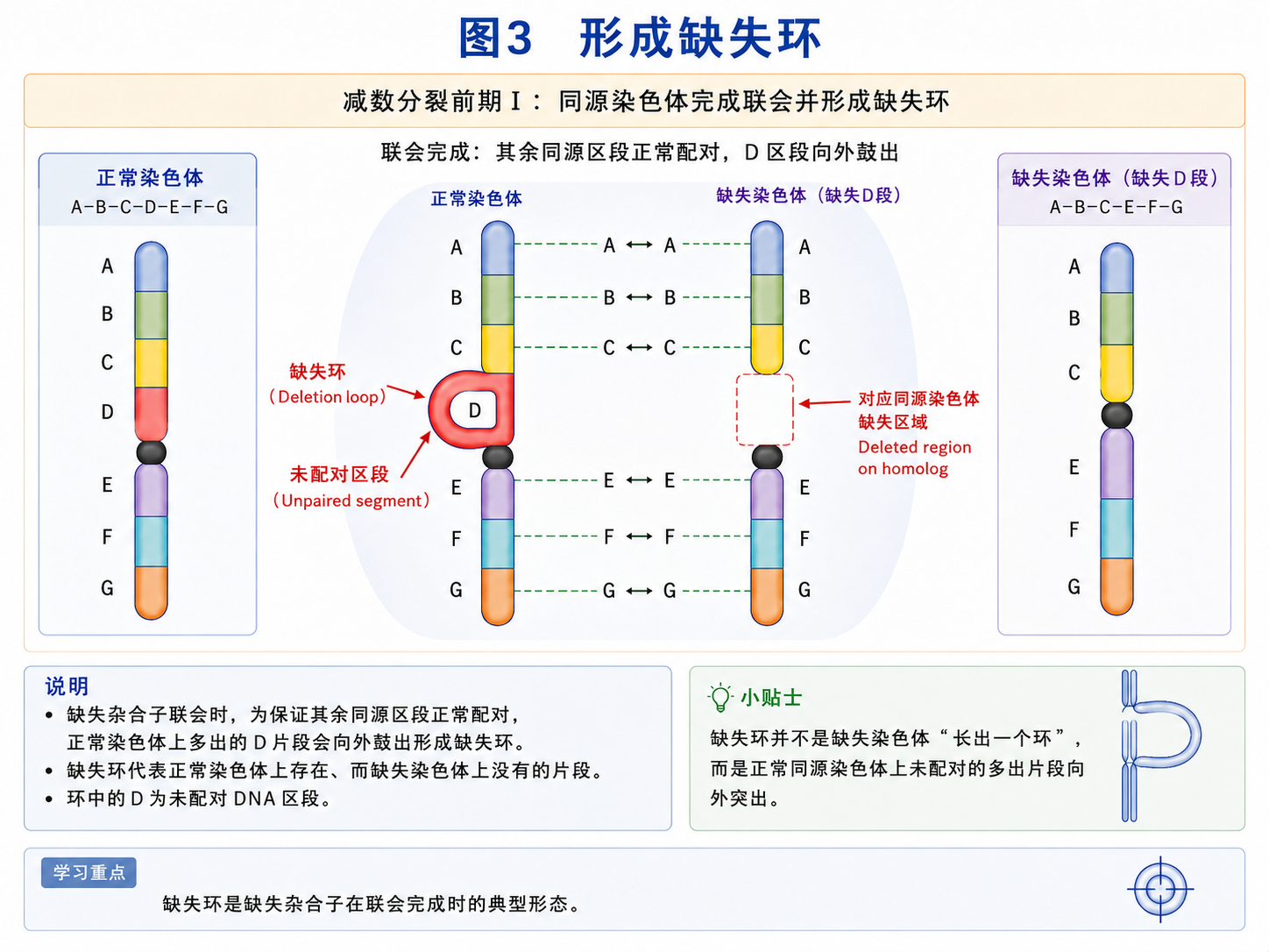 形成缺失环
