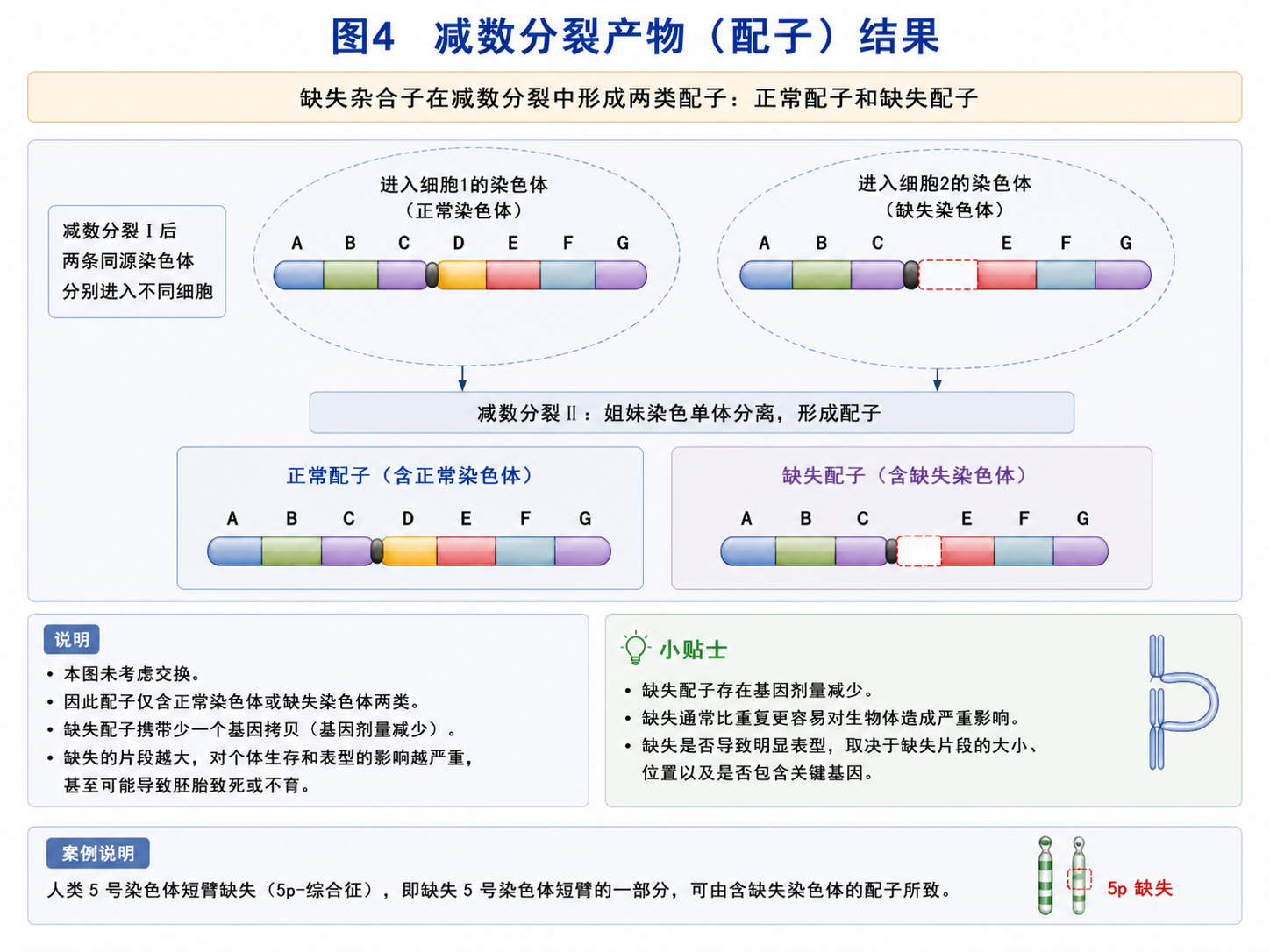 缺失杂合子配子结果