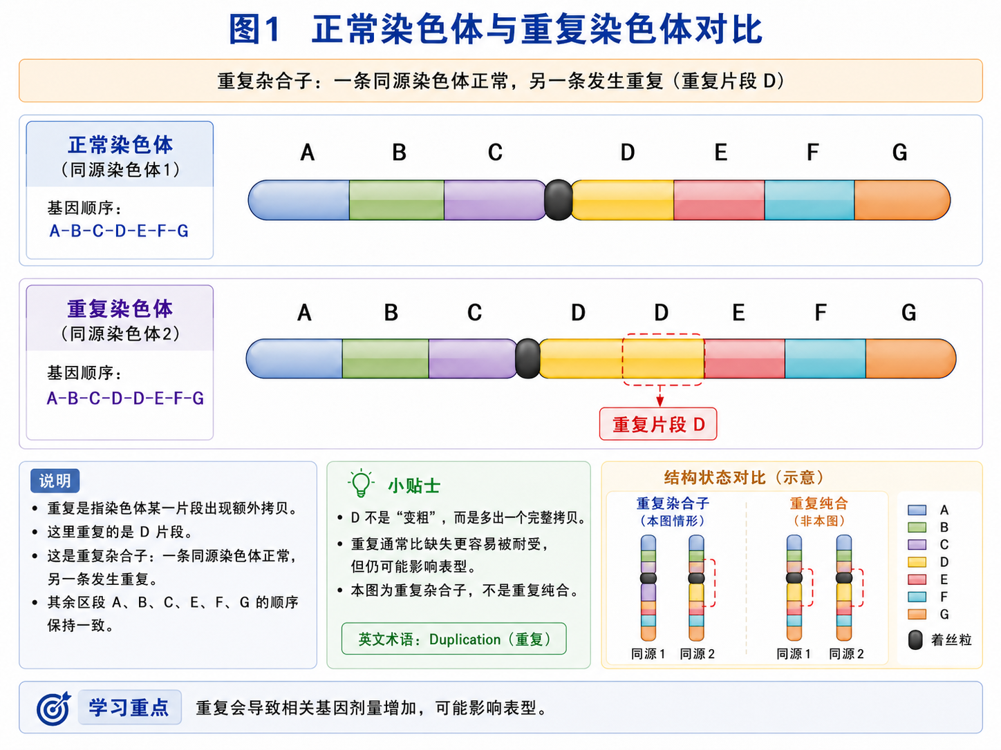 正常染色体与重复染色体对比
