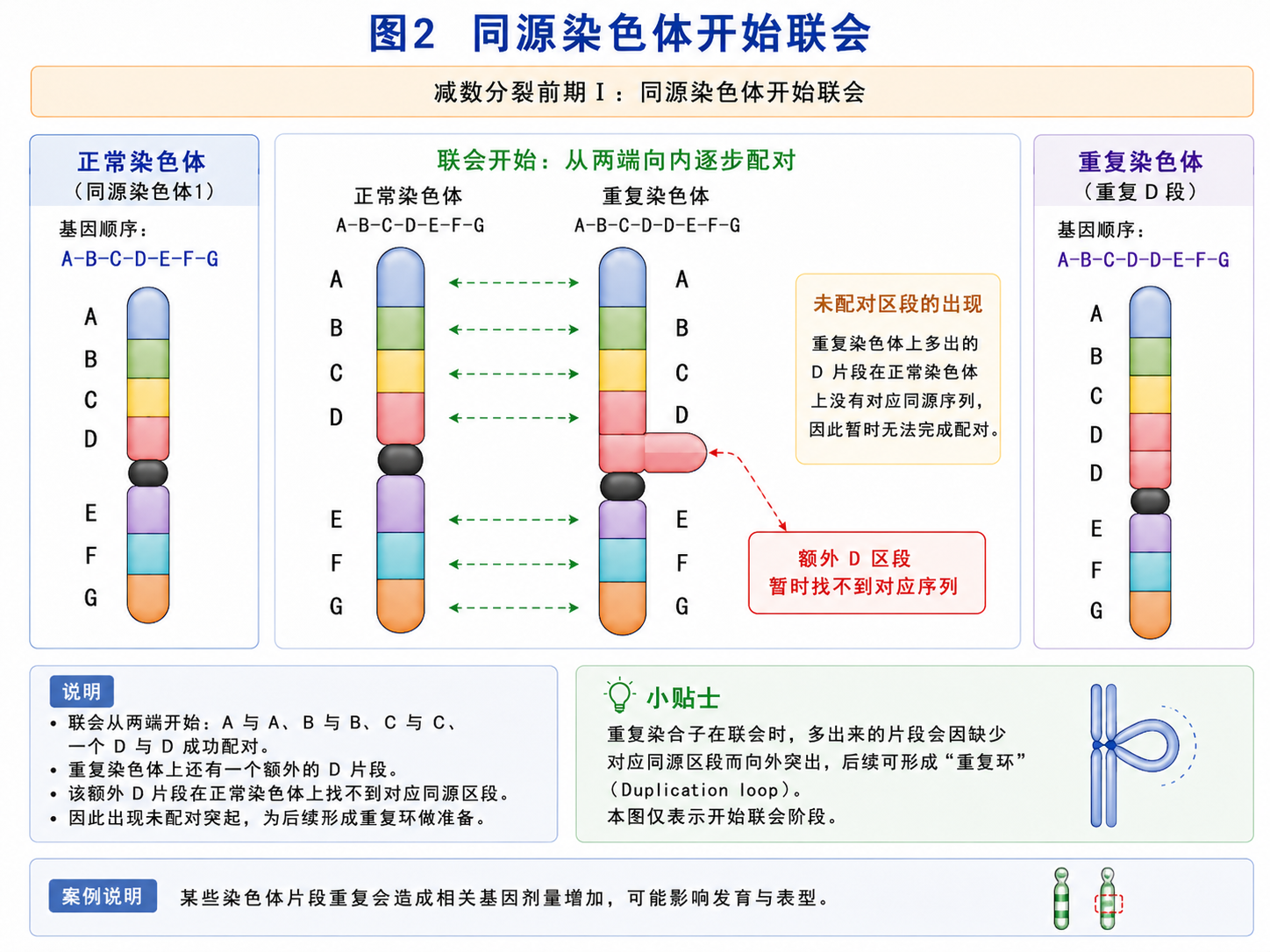 重复杂合子开始联会
