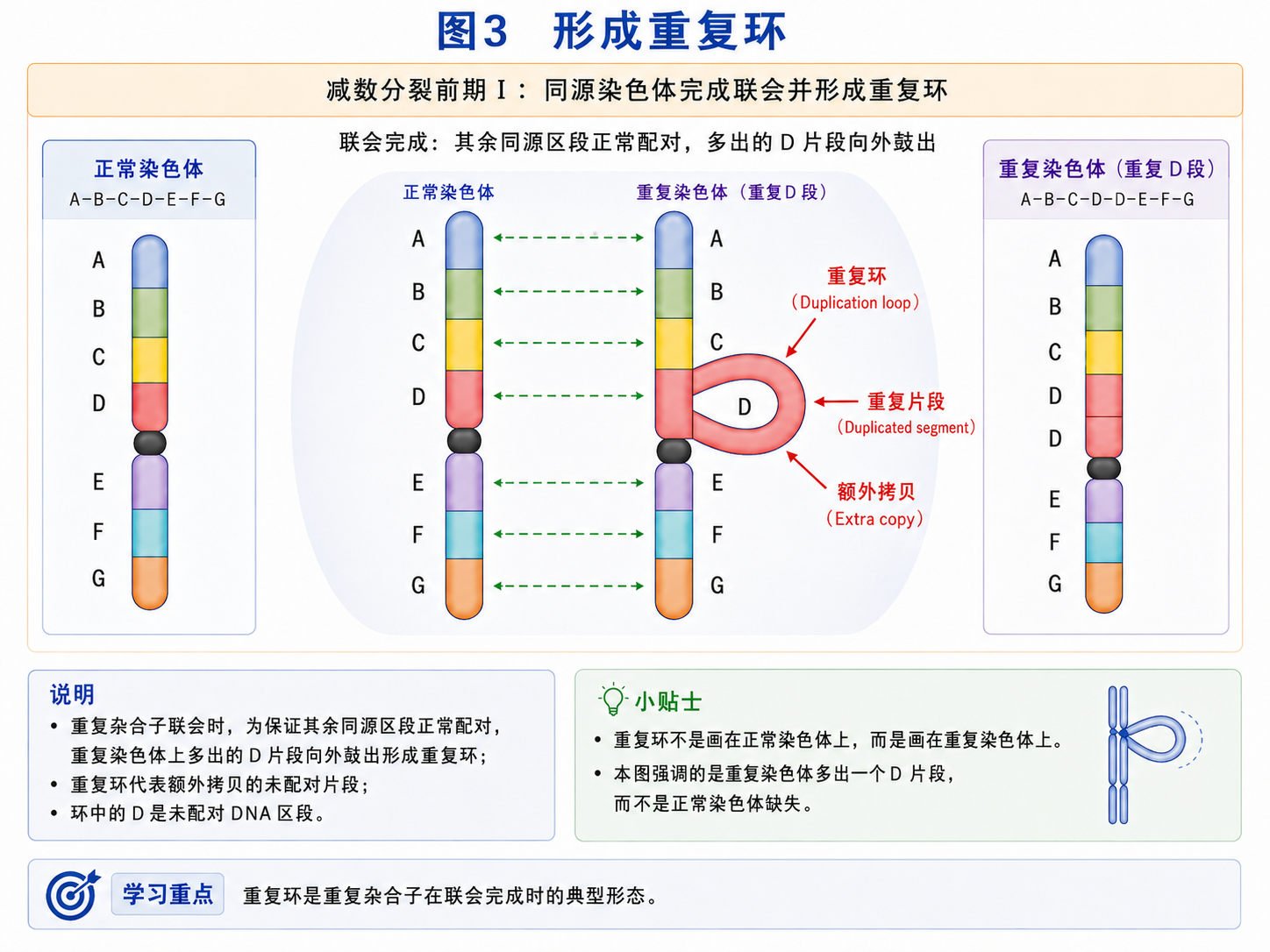 形成重复环