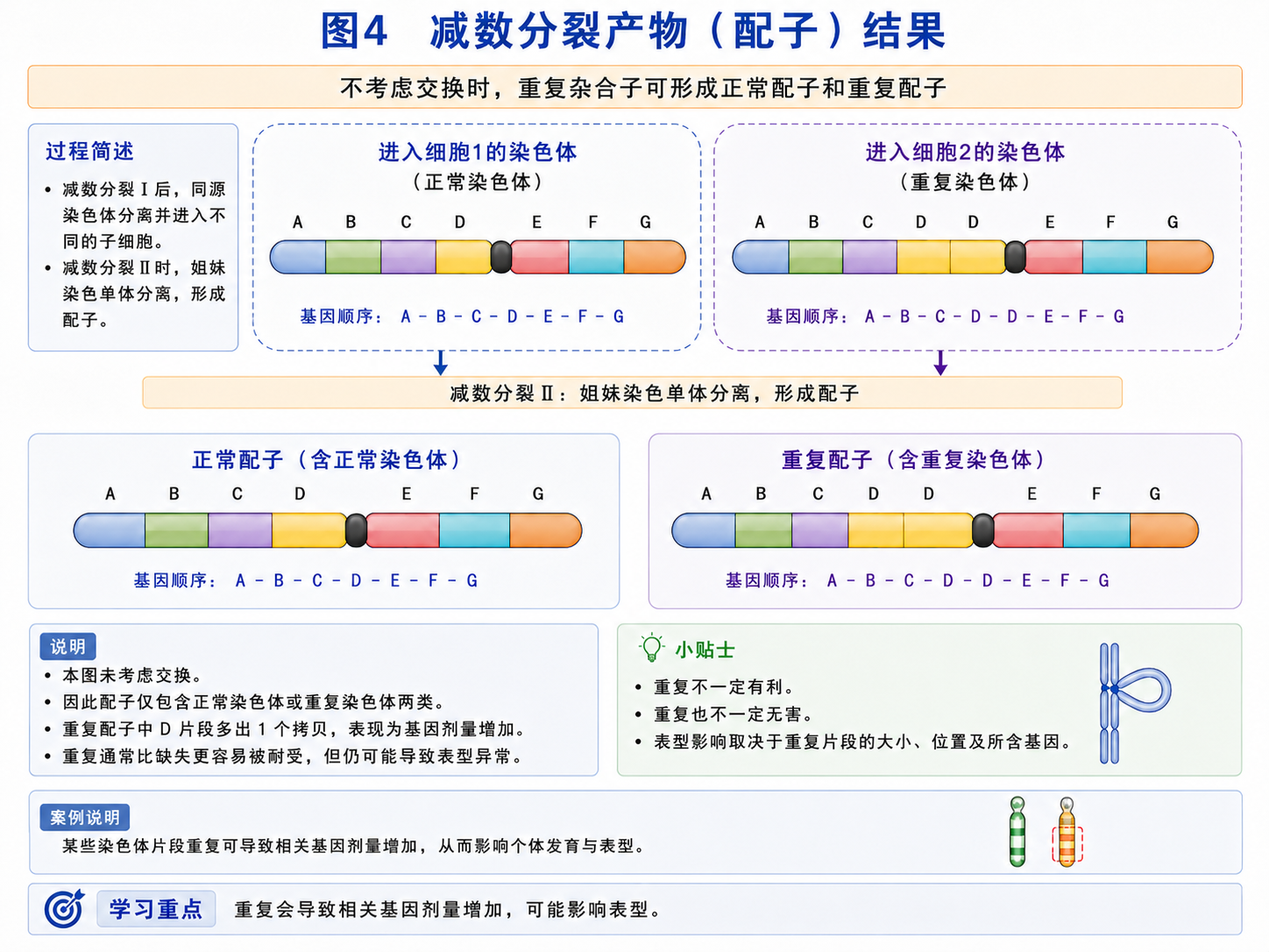 重复杂合子配子结果