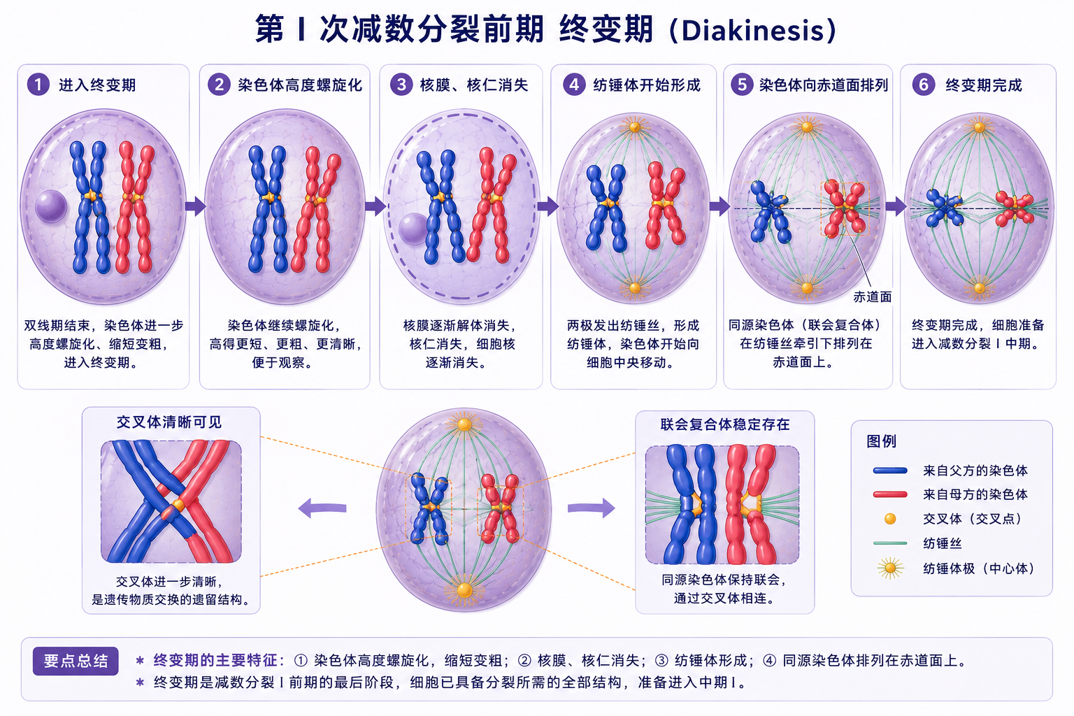 终变期
